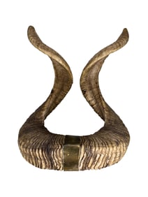 Vintage Natural Ram Horns with a Brass Ring