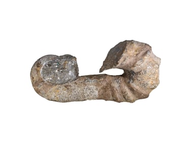 Probably Heteromorph Ammonite mesozoic Stone