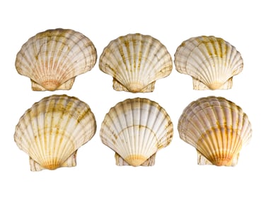 6 Vintage Sea Shell Scallops