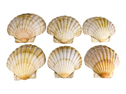 6 Vintage Sea Shell Scallops: 6 Vintage Sea Shell Scallops. 4 5/8 x 5 3/8 x 1 1/4 in.Good condition. Local Pick up call one day before to make an appointment. TO SHIP THIS ITEM IN USA OR INTERNATIONAL, PLEASE CONTACT THE SHIPPERS