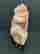 item-129194020=8