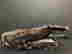 item-129372701=6
