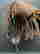 item-129505356=9