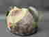 item-131902579=7