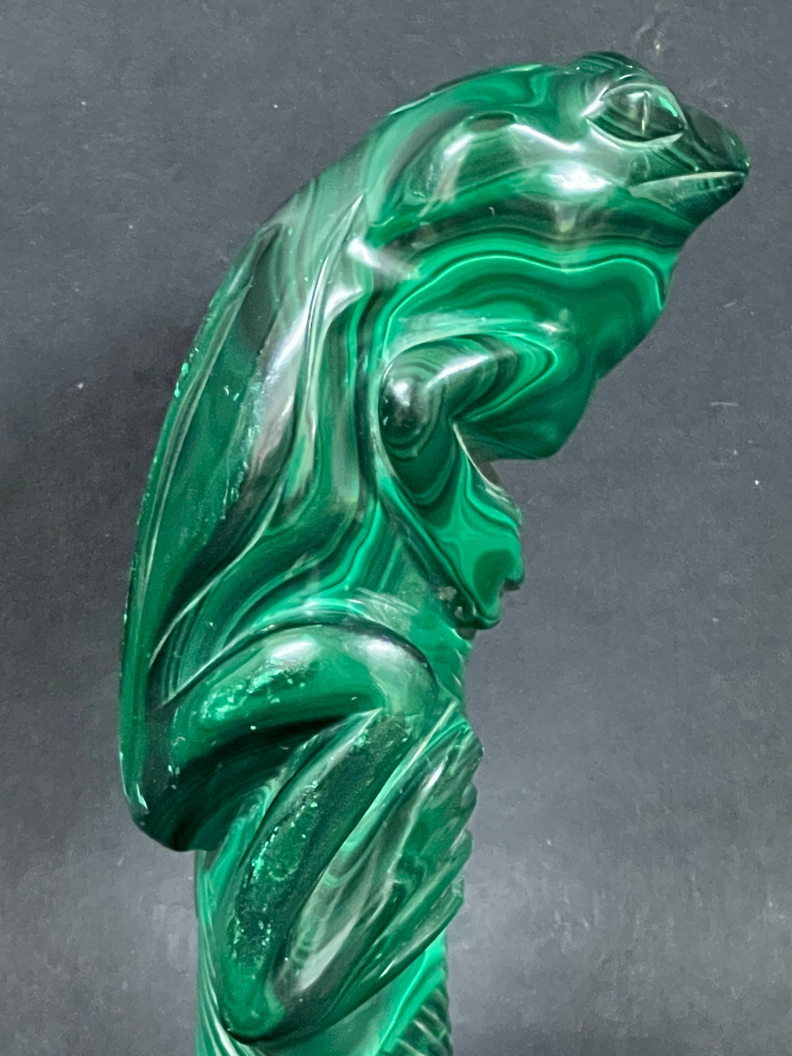 Malachite Frog - 2