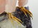 LARGE ROSE QUARTZ EAGLE SCULTPURE AMETHYST BASE - 3