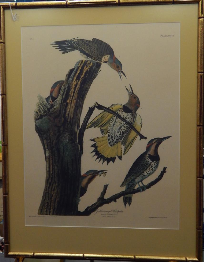 AUDUBON "GOLDEN WINGED WOODPECKER" PRINT FRAMED (1 of 7)