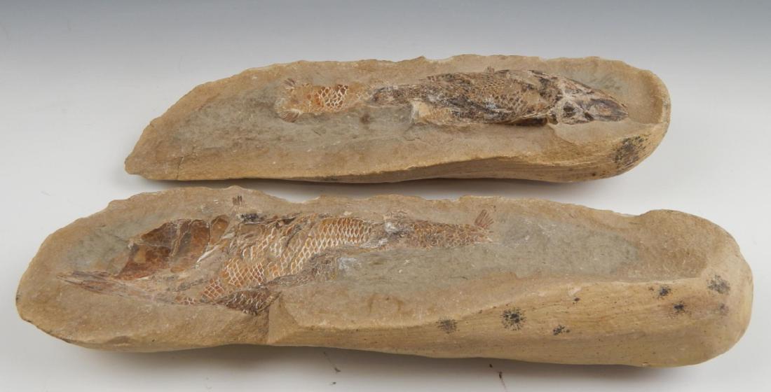 SOUTH AMERICAN FOSSILIZED FISH IN STONE - 2 PIECES (1 of 4)