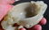 MING WHITE JADE CHILONG DRAGONS HANDLED CUP - 12