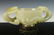 MING WHITE JADE CHILONG DRAGONS HANDLED CUP - 6