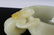 MING WHITE JADE CHILONG DRAGONS HANDLED CUP - 9