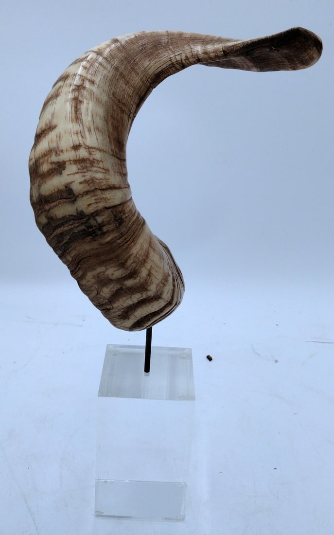 VINTAGE GENUINE RAM'S HORN MOUNTED ON ACRYLIC BASE (1 of 7)