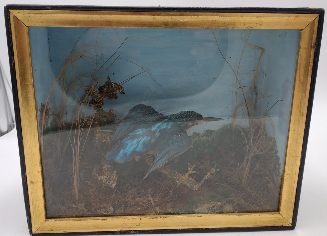 ANTIQUE KINGFISHER TAXIDERMY BIRD IN WOOD CASE (1 of 9)