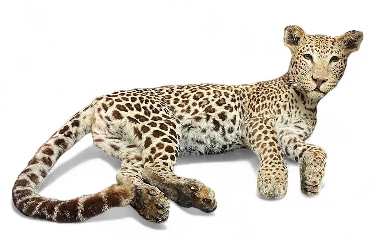 Genuine Leopard Taxidermy Display (1 of 6)