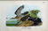 80X: Bartramian Sandpiper print by J. J. Audubon.