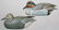 680: Great hollow pair of green winged teal decoys in X