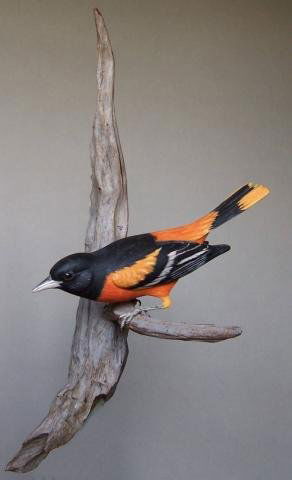 Life Sized Baltimore Oriole by A. Melbye: Beautiful life size Baltimore oriole by noted Cape Cod carver Arnold Melbye. Melbye's mentor was Elmer Crowell. Set on a driftwood type mount made to hang on the wall. Signed on the back of the mount.
