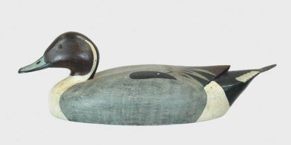 Bianco Pintail Drake