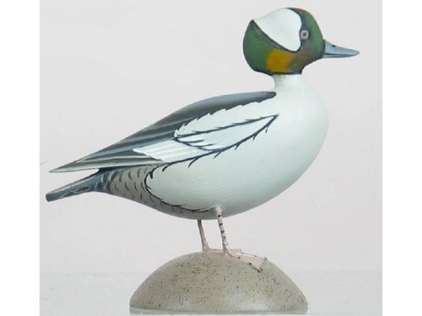 Bufflehead Drake