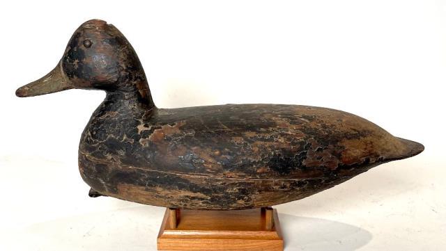 Black Duck From NJ (1 of 3)