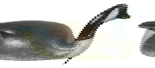 Early working Canada goose by the Ward brothers of: Early working Canada goose by the Ward brothers of Crisfield, MD. Head turned to the left. Paint appears to be mostly a very old mix of working repaint and original under a coat of wax with light wear