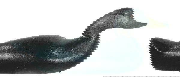 Mason Factory Challenge Grade black duck. Fine ori: Mason Factory Challenge Grade black duck. Fine original paint on the head and bill. Body has a thin coat of gunning repaint. Thin check in the bottom. 500-1000