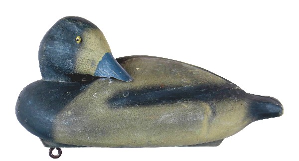 Animal Trap model D4 "Imperial" bluebill hen in t: Animal Trap model D4 "Imperial" bluebill hen in the preening pose. Delineated wings and wing tips. Overall good structural condition with a few tight checks on breast, left bottom and tail areas. Good
