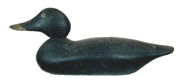 Very Rare Mason Factory Standard Grade Glass Eye c: Very Rare Mason Factory Standard Grade Glass Eye common scoter or white-winged hen. Decoy has anatomically correct factory white eyes and painted bill markings. Original paint with light overall wear.