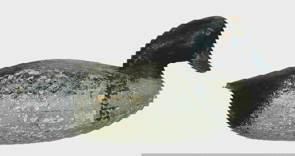 Early hollow whistler drake by Cassius Smith of Mi: Early hollow whistler drake by Cassius Smith of Milford, Conn. In decades old in use repaint with some shadows of prior coats and possibly some faint original visible. Structurally good condition with