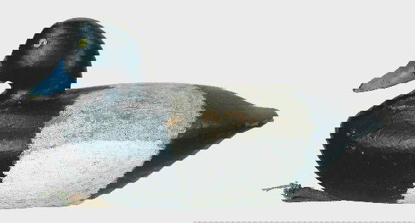 Hollow bluebill drake. Early Stratford style. Ori: Hollow bluebill drake. Early Stratford style. Original paint on back shows combing and some wear to wood. Old gunning repaint on remainder of decoy shows average in use wear. Minor separation at neck