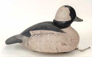 Bufflehead Drake by Mueller (1 of 3)