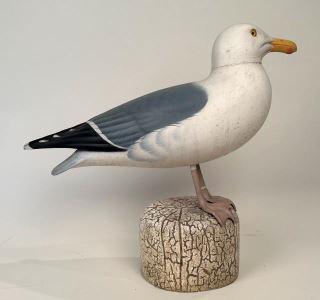 Herring Gull by Mueller (1 of 5)