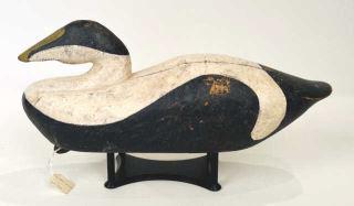 Humpback Eider Drake (1 of 4)