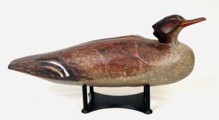 Red-Breasted Merganser Hen (1 of 4)