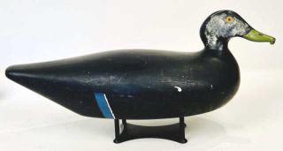 Over Size Black Duck by J. H. Whitney (1 of 4)