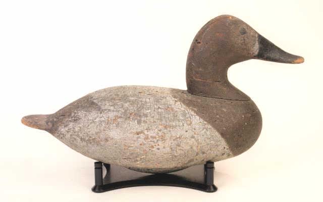 Chesapeake Canvasback Hen (1 of 4)