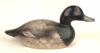 Premier Grade Bluebill Drake by Mason,"TWV" Rig (1 of 4)