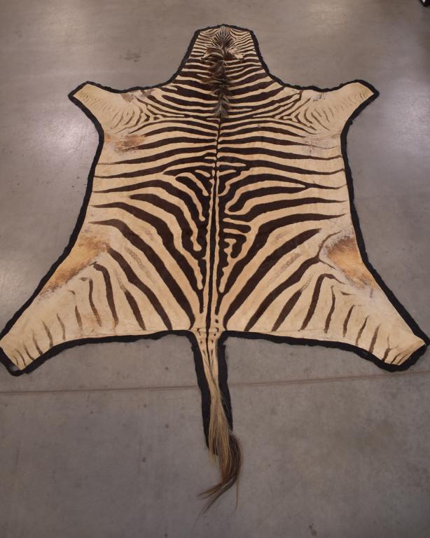 ZEBRA SKIN RUG (1 of 1)
