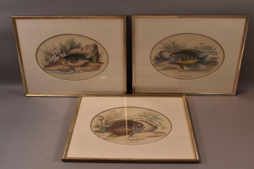 3 HAND COLORED FISH PLATE ETCHINGS (1 of 4)