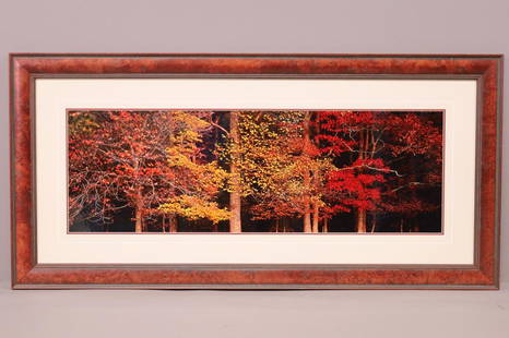 THOMAS D MENGELSEN FRAMED PHOTO: LARGE FRAMED PHOTO BY THOMAS D MANGELSEN, SIGNED. "IMAGES OF NATURE". FRAME IS 60" x 29" THIS ITEM EXCEEDS SIZE LIMITATIONS FOR IN HOUSE SHIPPING.