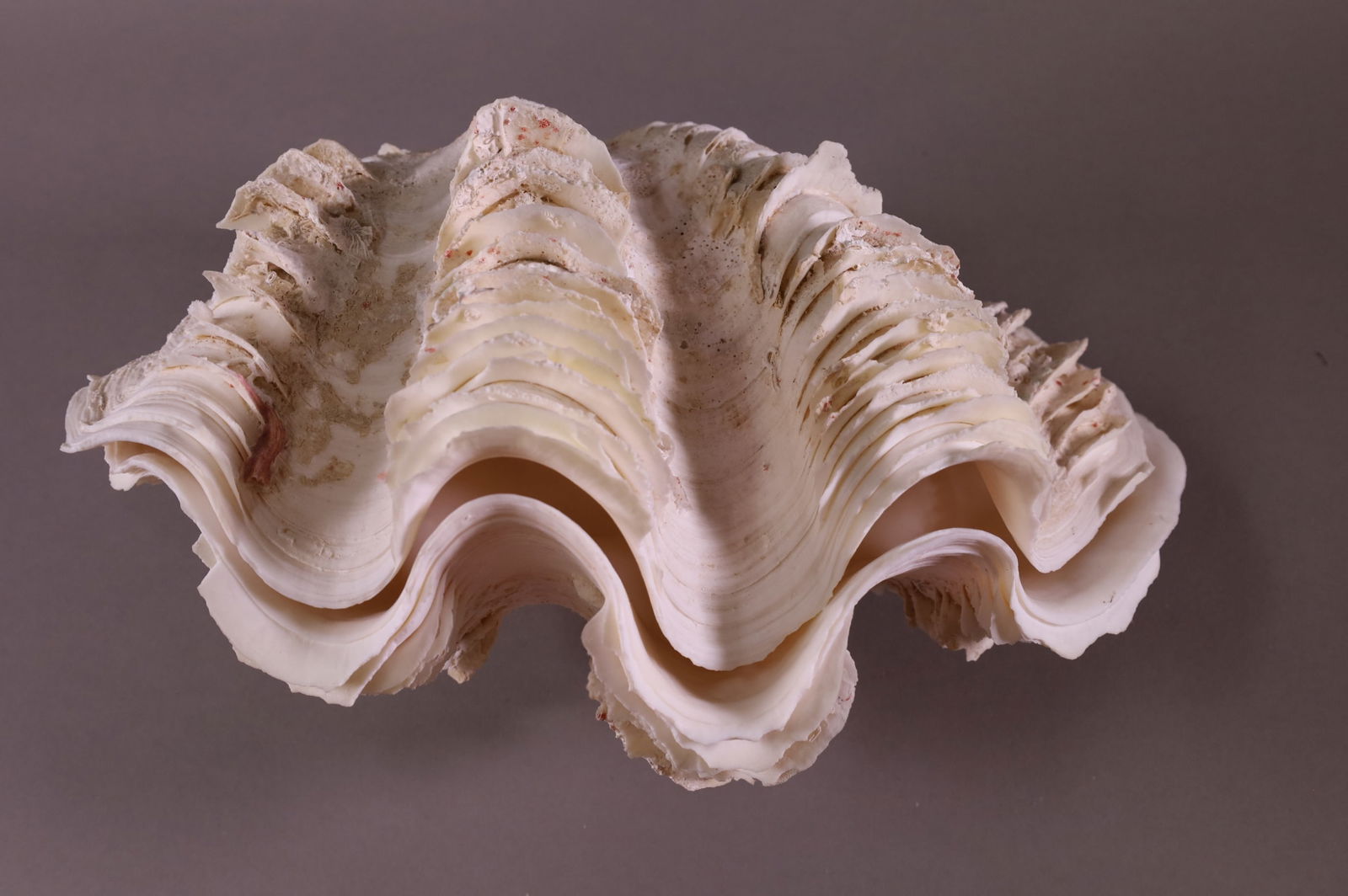 DECORATIVE CLAM SHELL (1 of 3)