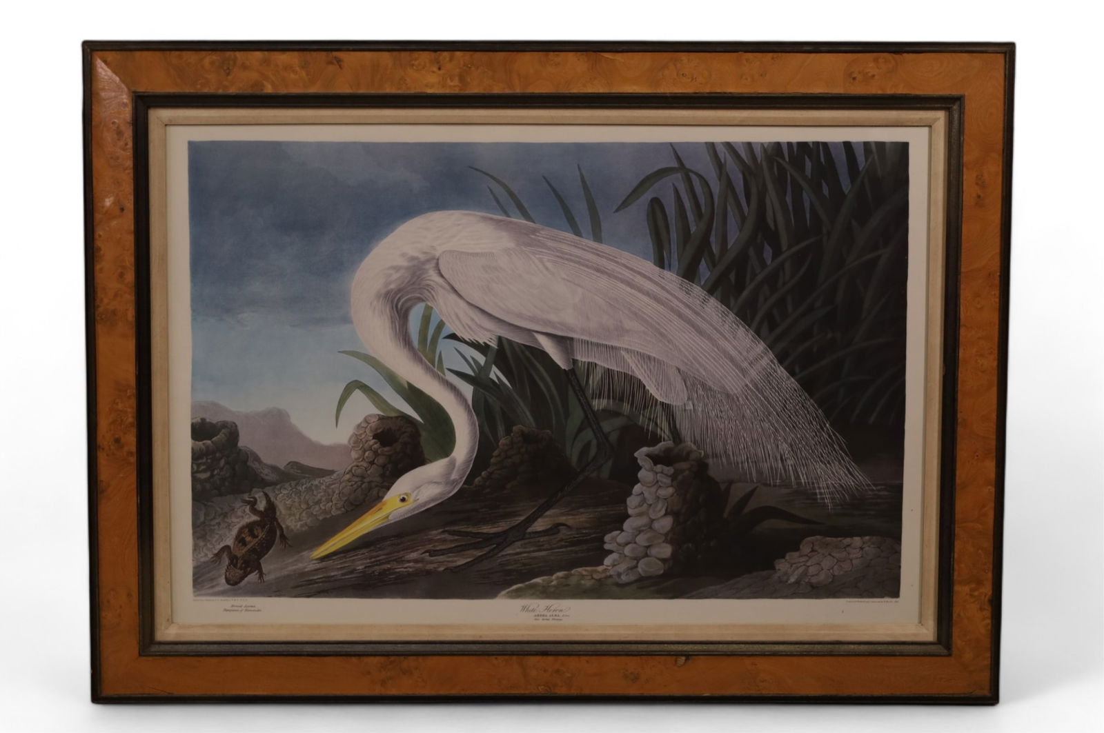 LARGE AUDUBON WHITE HERON PRINT (1 of 5)