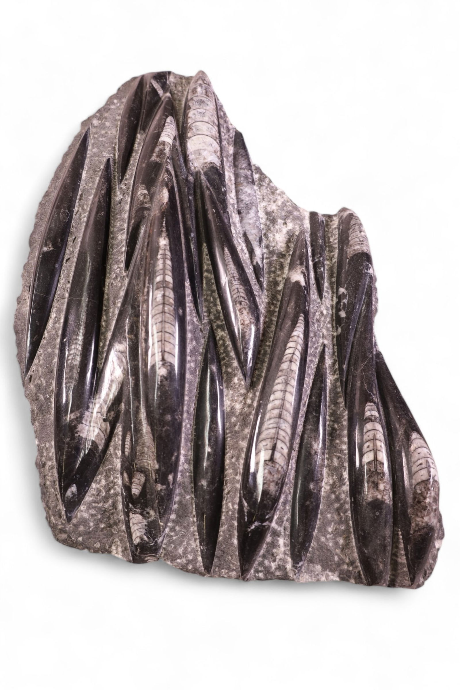 POLISHED FOSSIL ORTHOCERAS: POLISHED FOSSIL ORTHOCERAS POLISHED SCULPTURE, 16" L