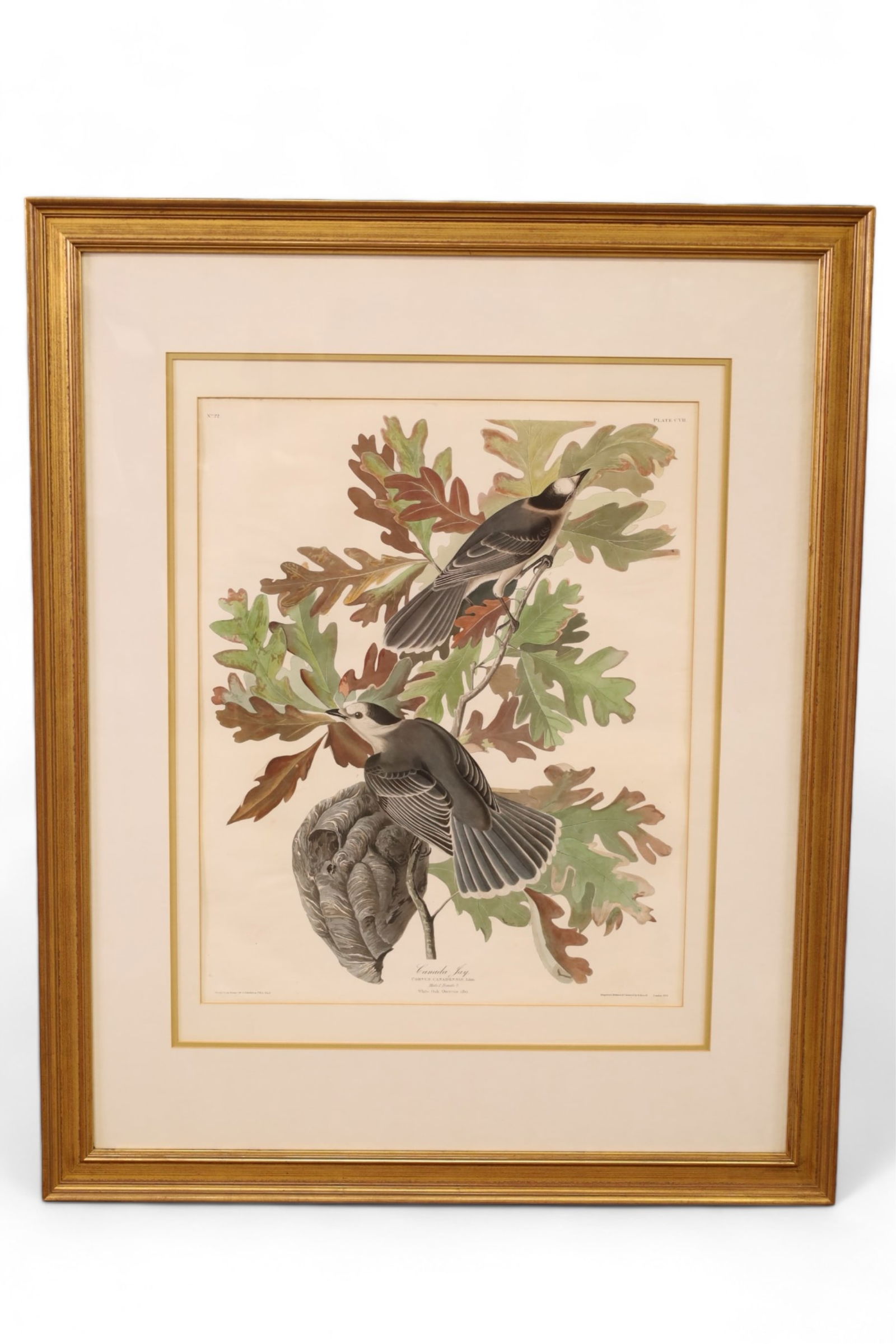 HAND COLORED AUDUBON ETCHING (1 of 7)