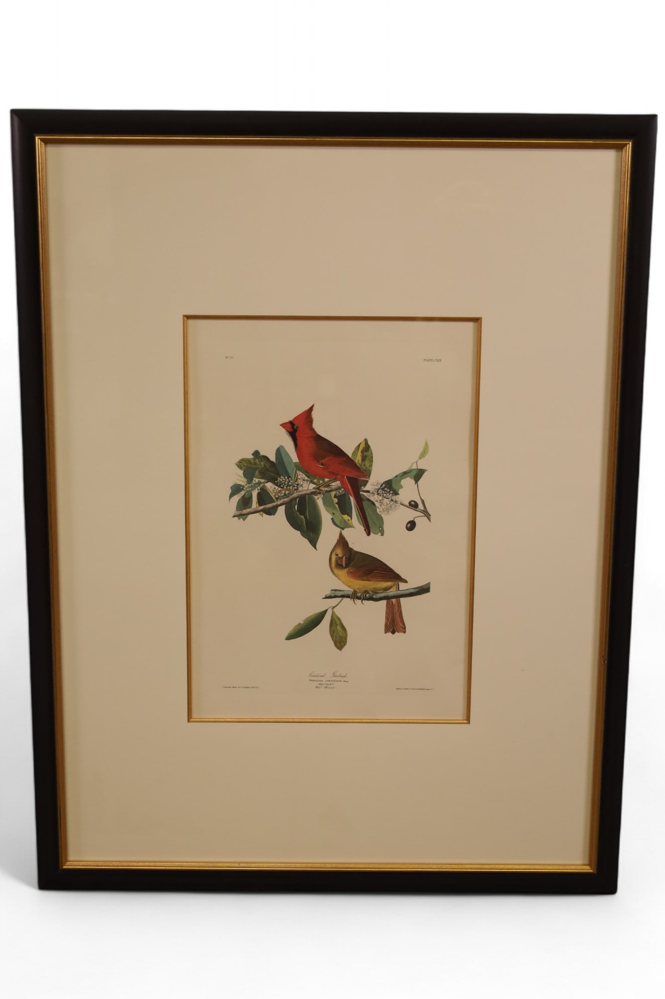 "CARDINAL GROSBEAK" AUDUBON PLATE (1 of 5)
