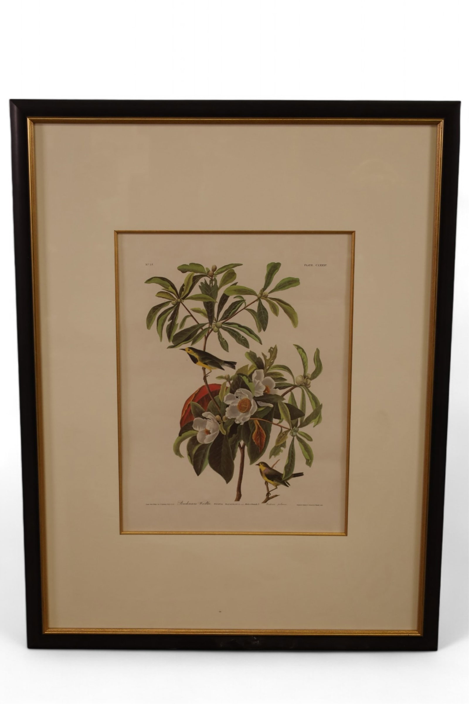 "BACHMAN'S WARBLER" AUDUBON PLATE (1 of 5)