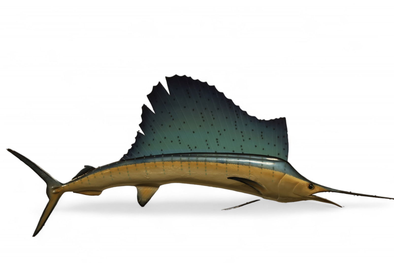 LARGE SAILFISH MOUNT (1 of 4)