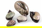 5 BUCCELLATI STYLE SHELLS