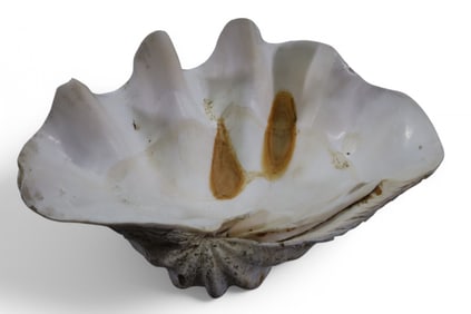 LARGE CLAM SHELL