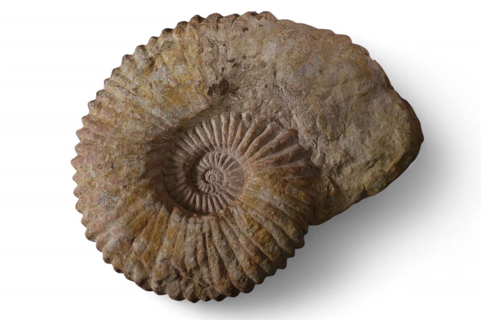 AMMONITE FOSSIL: AMMONITE FOSSILE, 10" W.